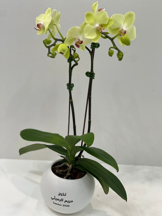 Orchid Giveaways